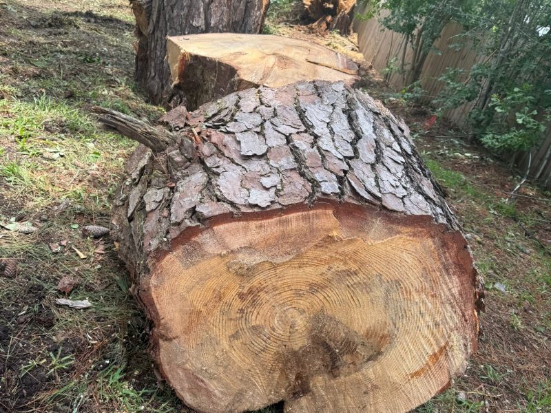TREE REMOVAL 4