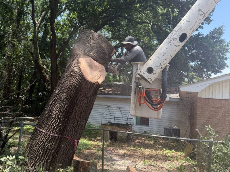 TREE TRIMMING 4