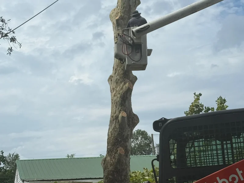 Tree Removal 02