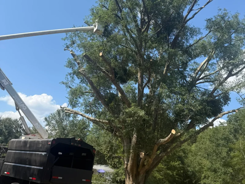 Tree Removal 03