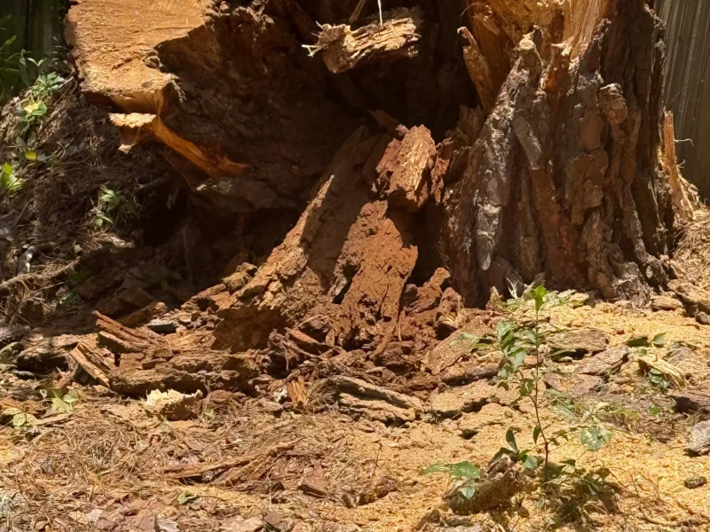 Tree Removal 08