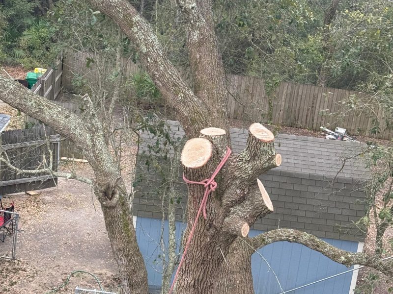 Tree Removal 1