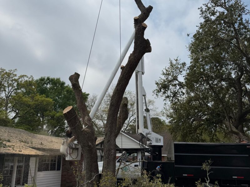 Tree Removal 1