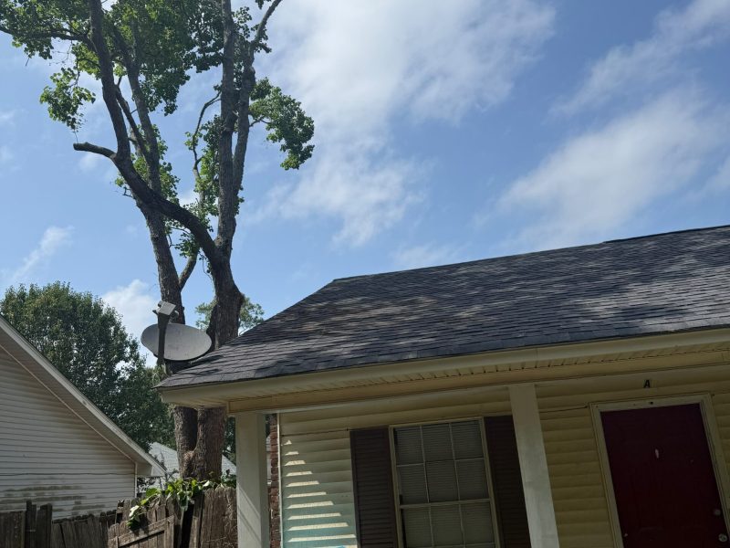 Tree Removal (1)