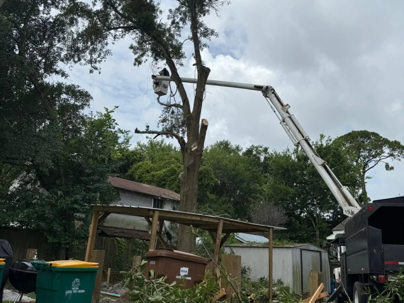 Tree Removal 10