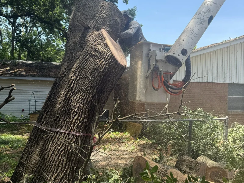 Tree Removal 11