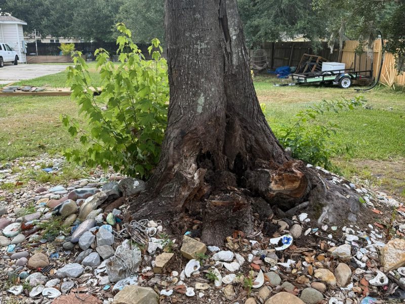 Tree Removal (2)