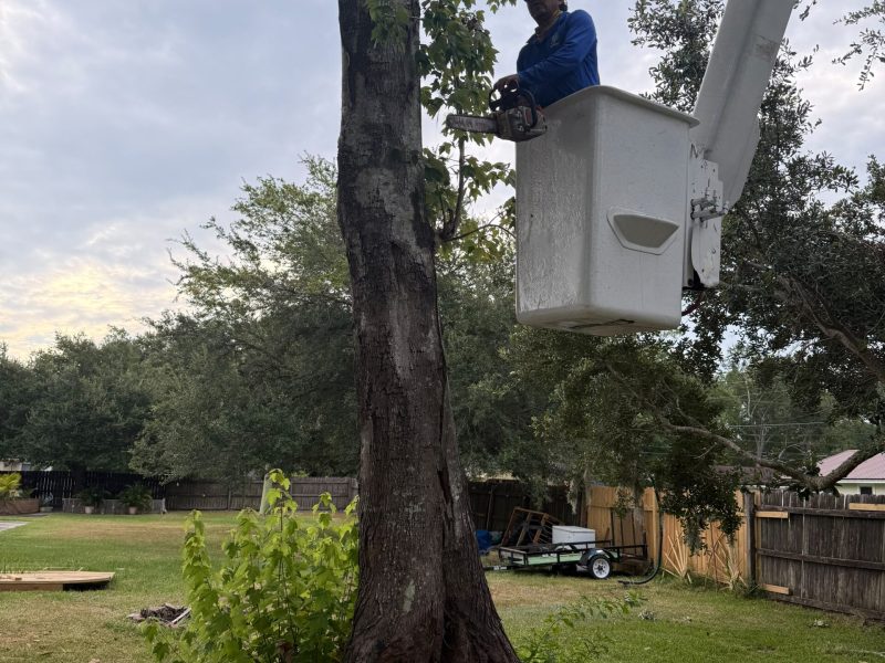 Tree Removal (3)