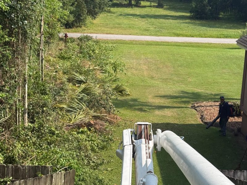 Tree Removal (4)