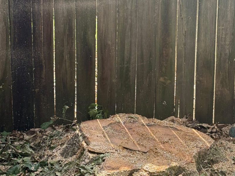 Tree Removal (5)