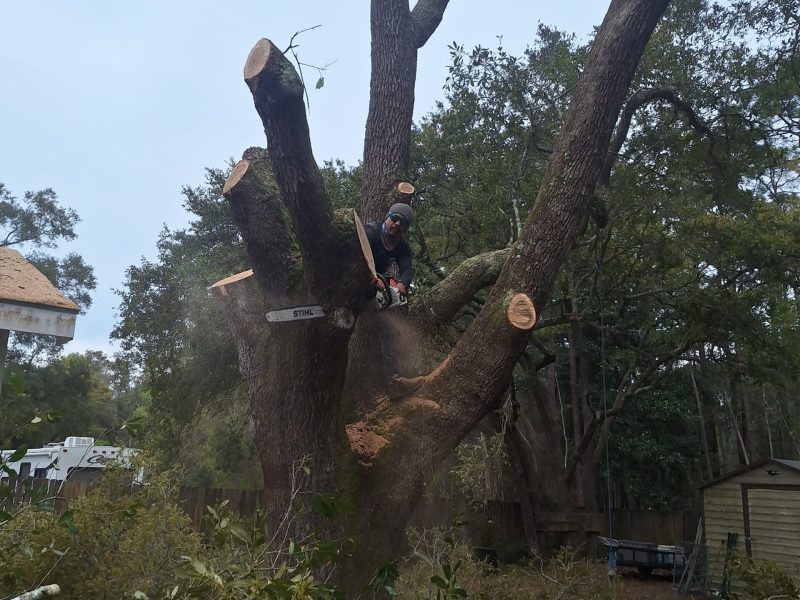 Tree Removal 8