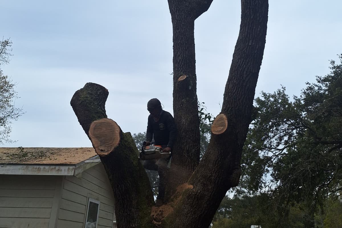 Tree Removal 9