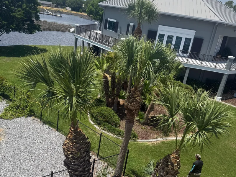 Tree Topping 22-6-26 (10)