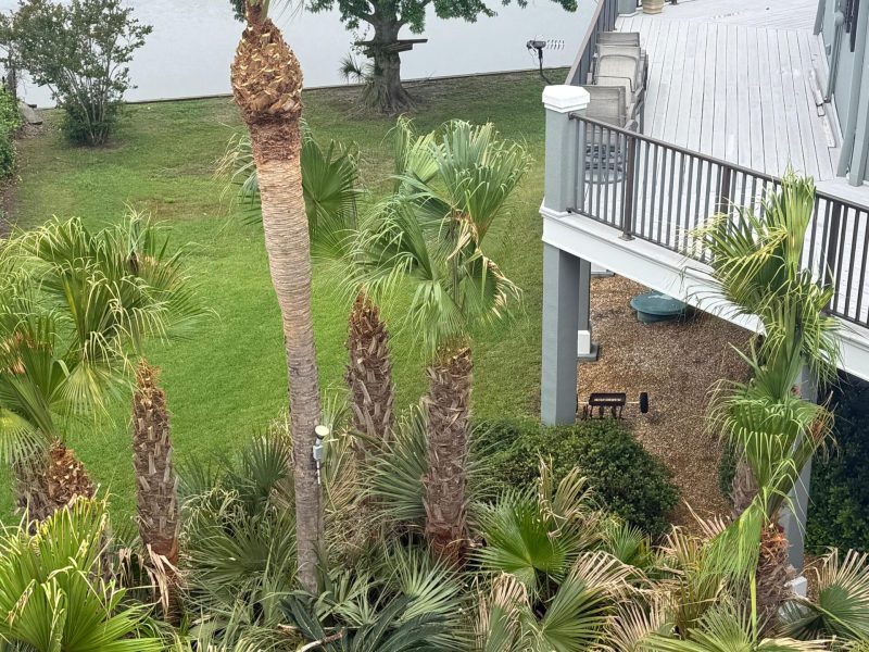 Tree Trimming 4