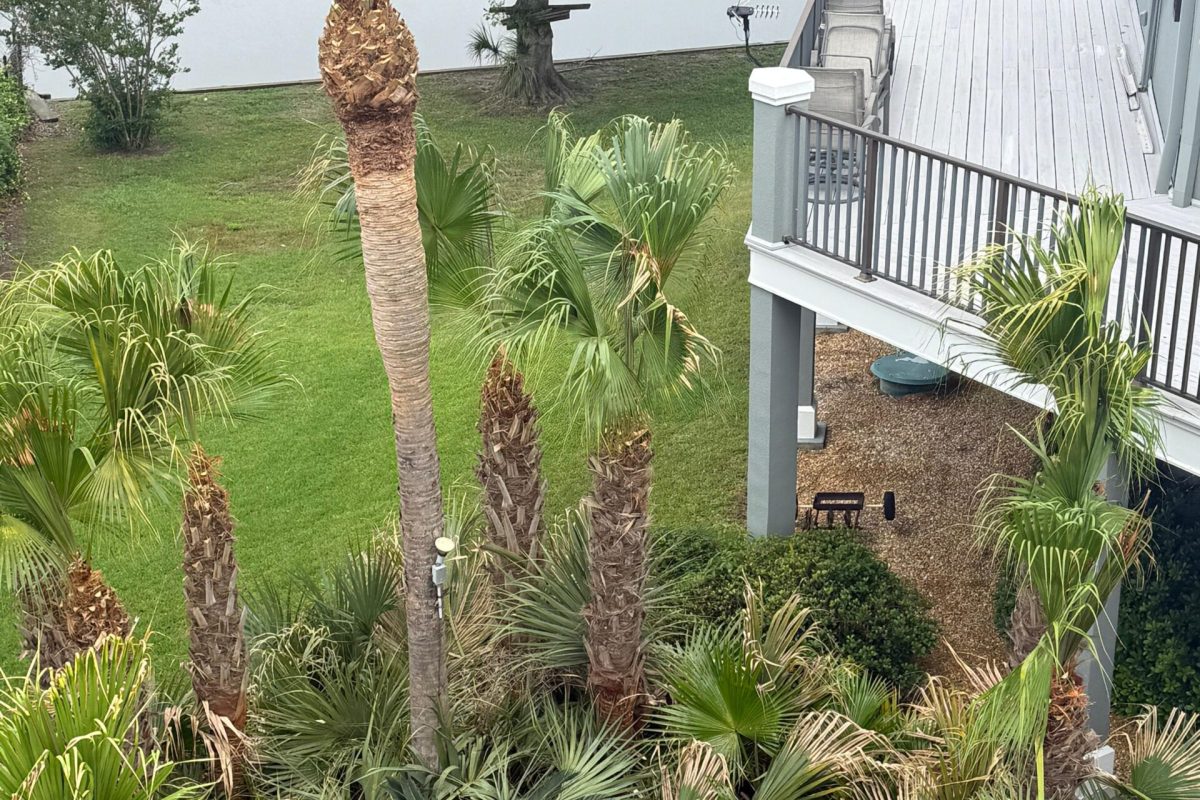 Tree Trimming 4