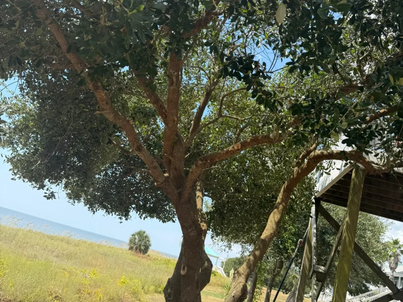 Tree trimming 01