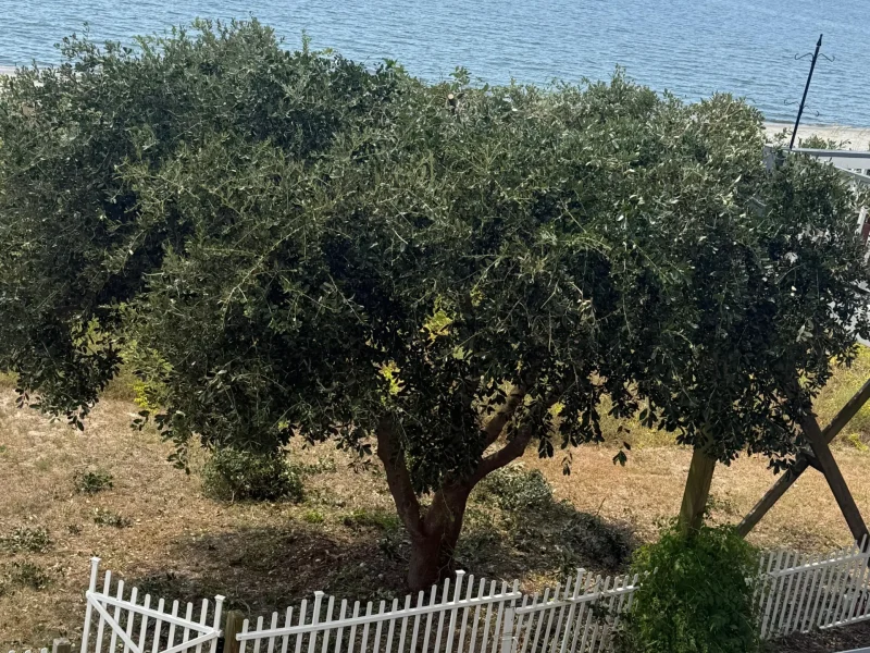 Tree trimming 02